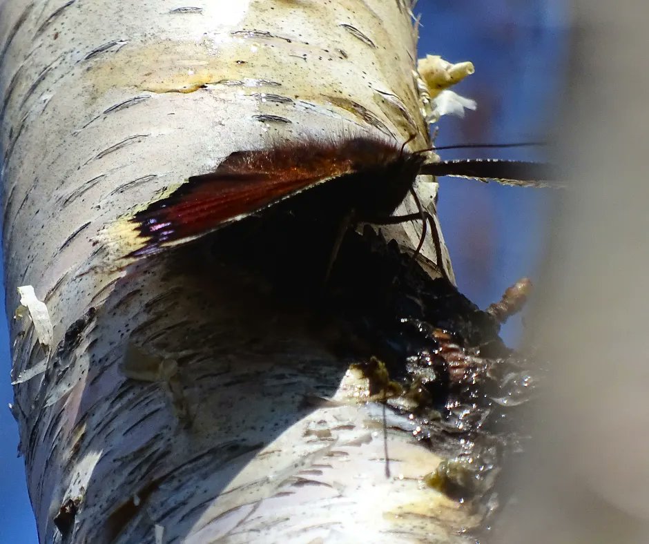 ManuelsRiver's tweet photo. A Mourning Cloak Butterfly enjoying their favourite snack, tree sap!🦋 Near Manuels River.
Submitted by Michael Harris.

Tag us on social media with your photos and use #DiscoverManuelsRiver for a chance to be featured on our page! 🏞️
#Discovermanuelsriver #exploreNL #discoverCBS https://t.co/0x1fJDEPOs