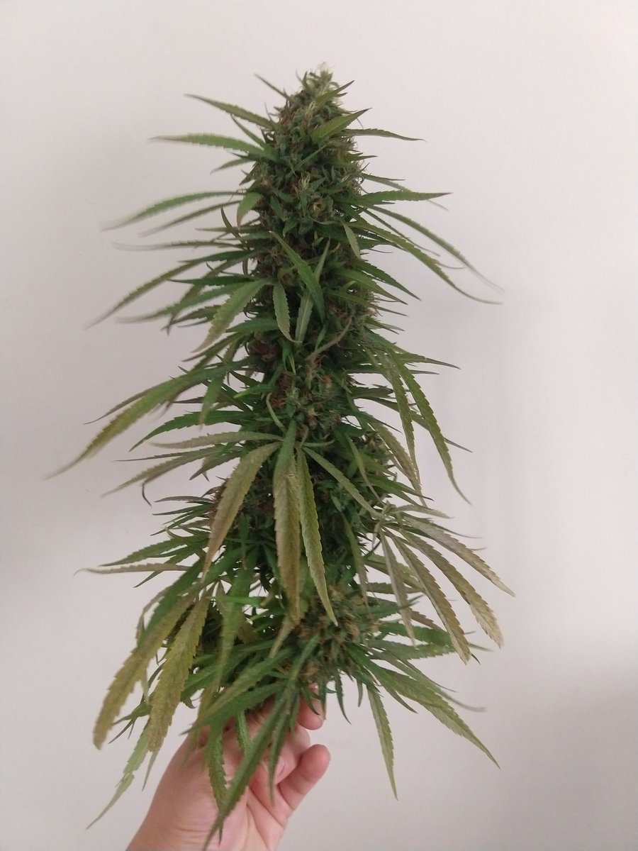 Tornado Rodriguez tweet media