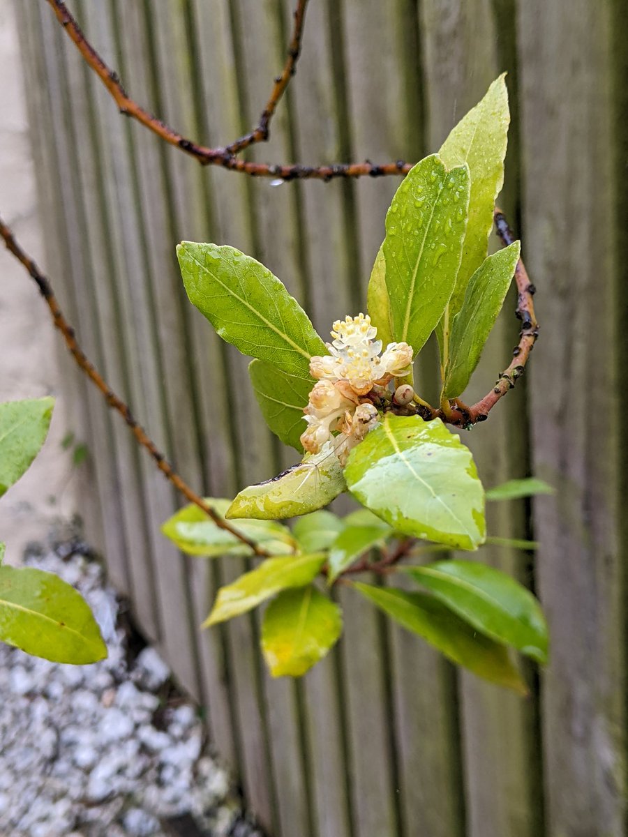 twistedfoot's tweet photo. More awful alliteration from Gisbyland. Bay tree blooming 💮 in the blasted rain 🌧️ at the back of Brendan's.
#baytree #gisbyland #Crieff https://t.co/CisXpIyAAz