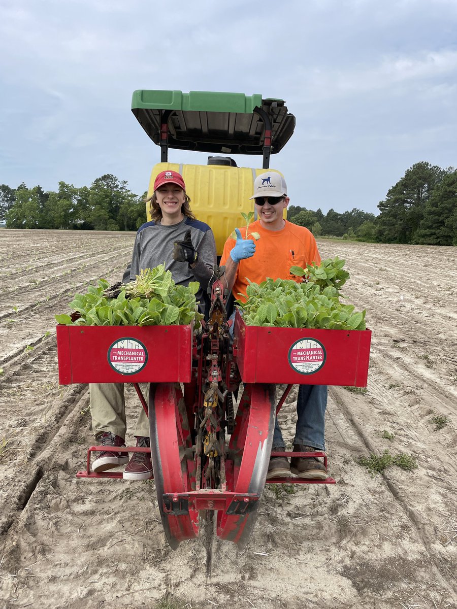 estefaniagpolli's tweet photo. Thursday was tobacco planting day. Ely and Clark did an amazing job 👏🏻Thank you Sandhills Research Station! https://t.co/cu3GedFEPE