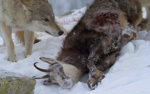 ElChaca99718473's tweet photo. Il y avait des #cerfs, des #chevreuils, des #mouflons, des #chamois. Peu après leur disparition, ayant épuisé leurs sources de nourriture, les #loups sont partis plus au nord. 2/5⬇️ https://t.co/yR38GJPxBz
