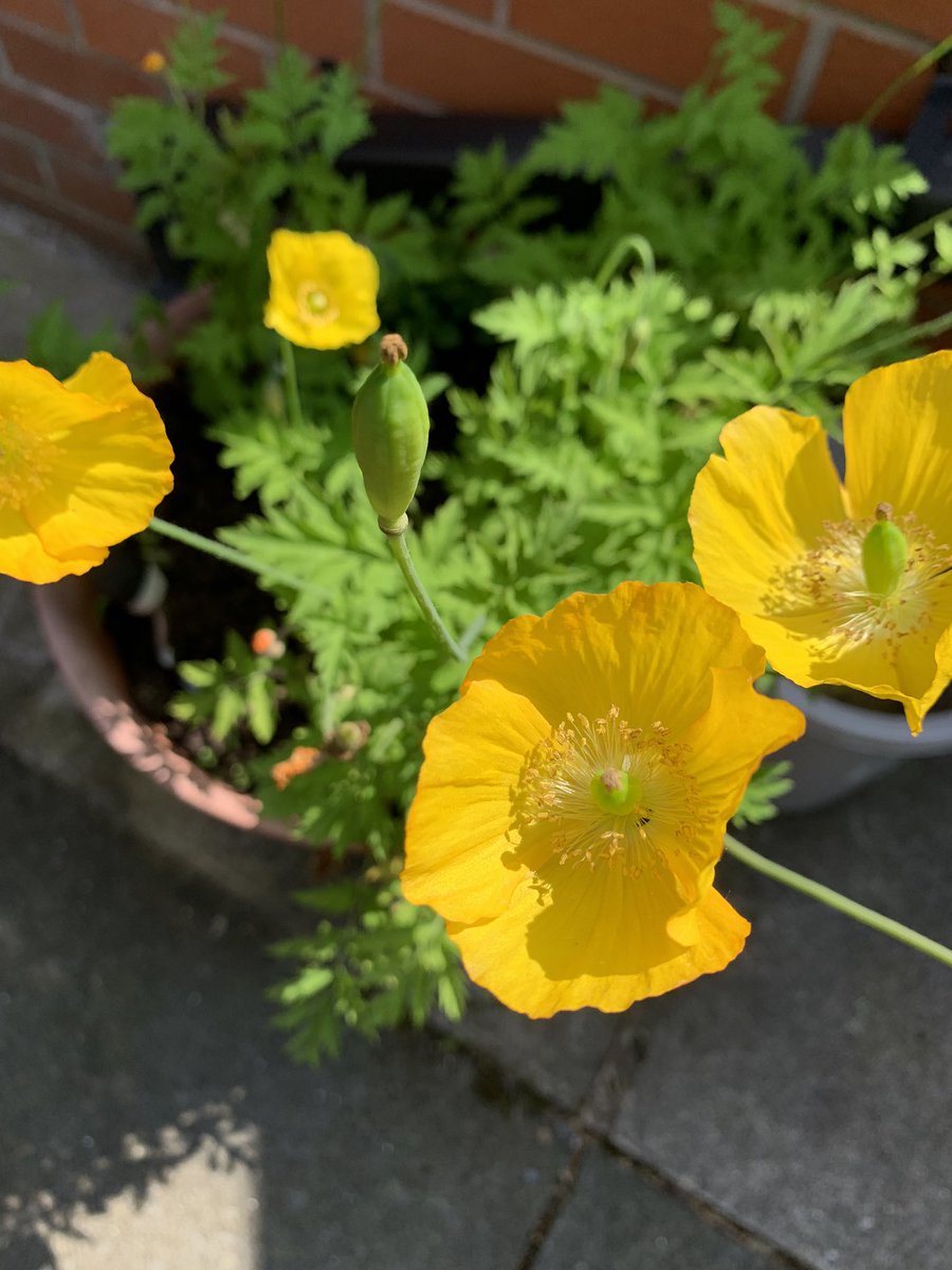 NendoDangoUk's tweet photo. Loving the colour in the garden. #garden #Flowers #SundayMorning https://t.co/xKoAefo9Bu
