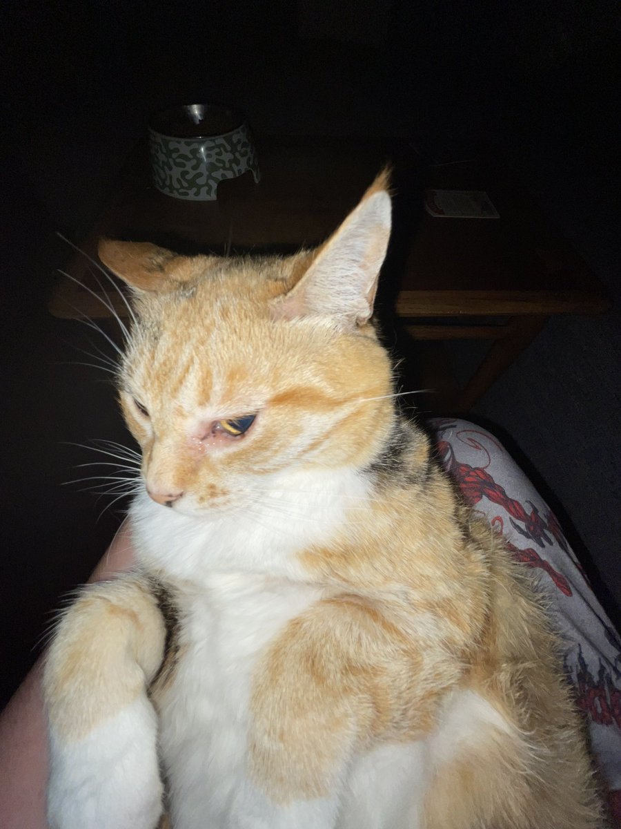 ReigenLovesYou's tweet photo. Cat https://t.co/kLpNJLKcz5