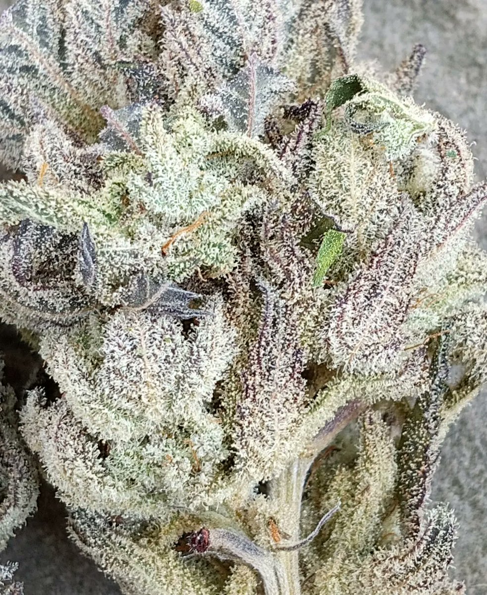 417Grown's tweet photo. Rainbow Pebblez f2 strain from @abseedcompany after a full cure grown with @lotusnutrients 
#cannabisculture #420friendly #420community #lotusgrow #abseedco https://t.co/vgAmukXnbv