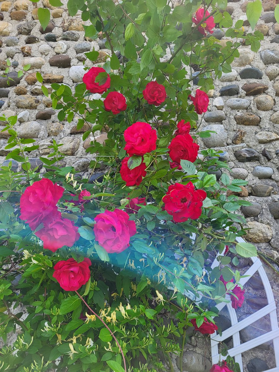 GitesdeBernet's tweet photo. Les roses fleurissent au gîte Les Roses
#roses #fleurs #jardin #gites #gitedecharme #béarn #coeurdebearn #sudouestfrance #pyreneesatlantiques https://t.co/REss46u6FZ