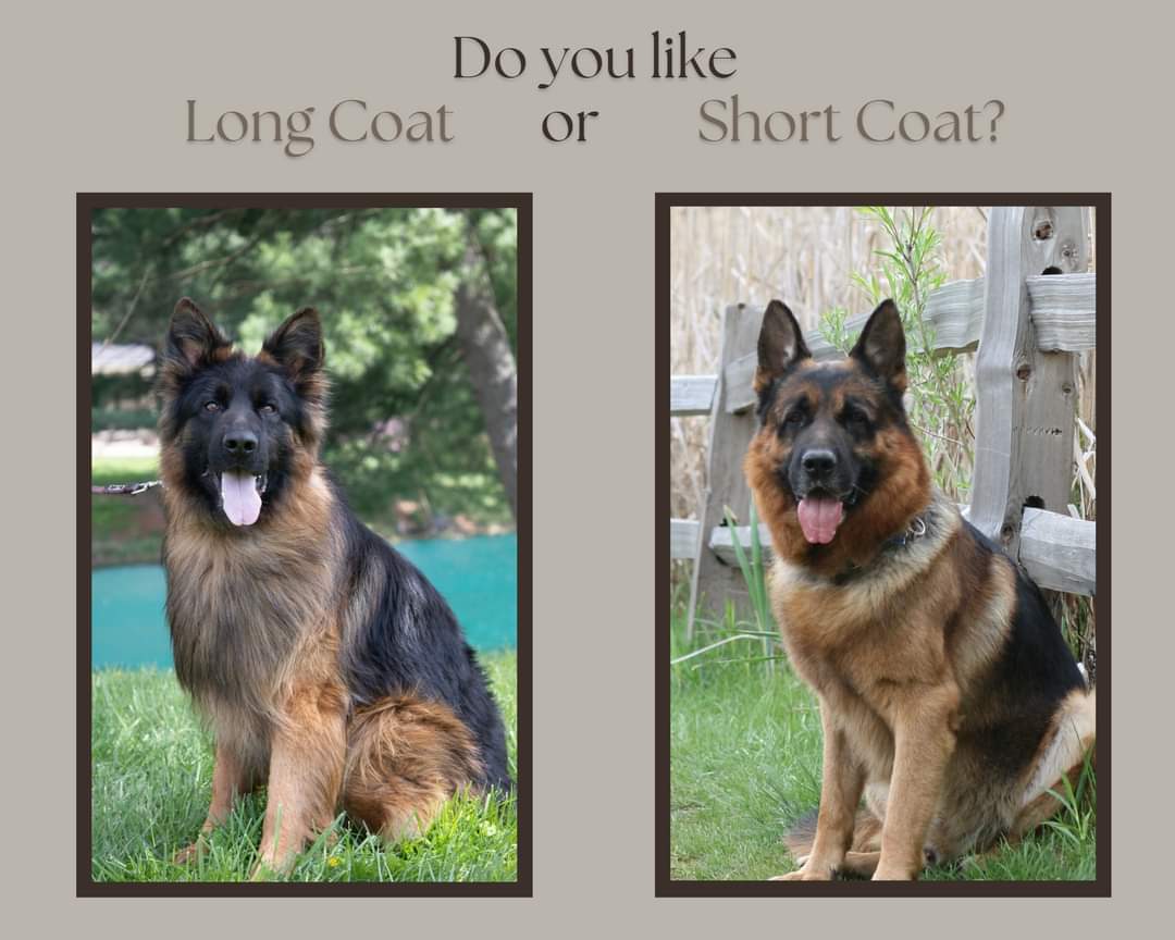 Do you like long or short (stock) coat? 
Tell us which is your favorite in the comments below!​​​​

#herzoggsd #longcoatgsd #shortcoatgsd