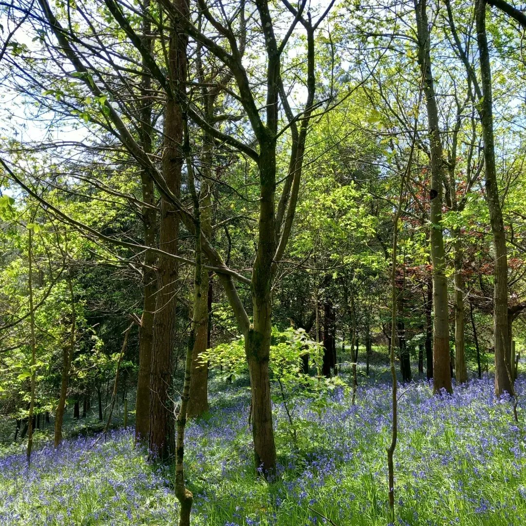 Bluebells still going strong #bluebells #springflowers #spring #wiltshire #longleat #lovewhereyoulive #sundaywalk #rurallife #cranbornechase #outdoors #walking #exercise @longleat