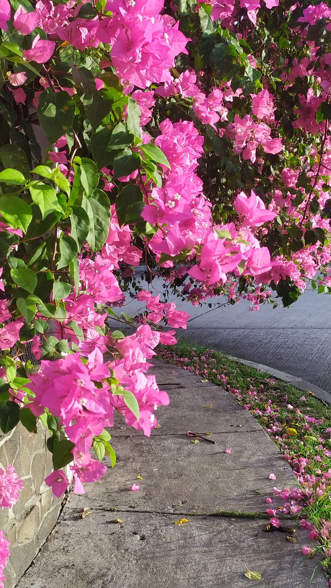 PayoPanama's tweet photo. Seguramente el vecino de calle 34 @BrisasdelGolf piensa que se ve muy bonita su veranera, lo cierto es q no se puede caminar por la acera, y si lo haces te arriesgas a ser herido por las espinas , solicitamos a la @JCRufinalfaro aoye a los peatones q caminamos x ahí. https://t.co/2ayq4g1Ha3