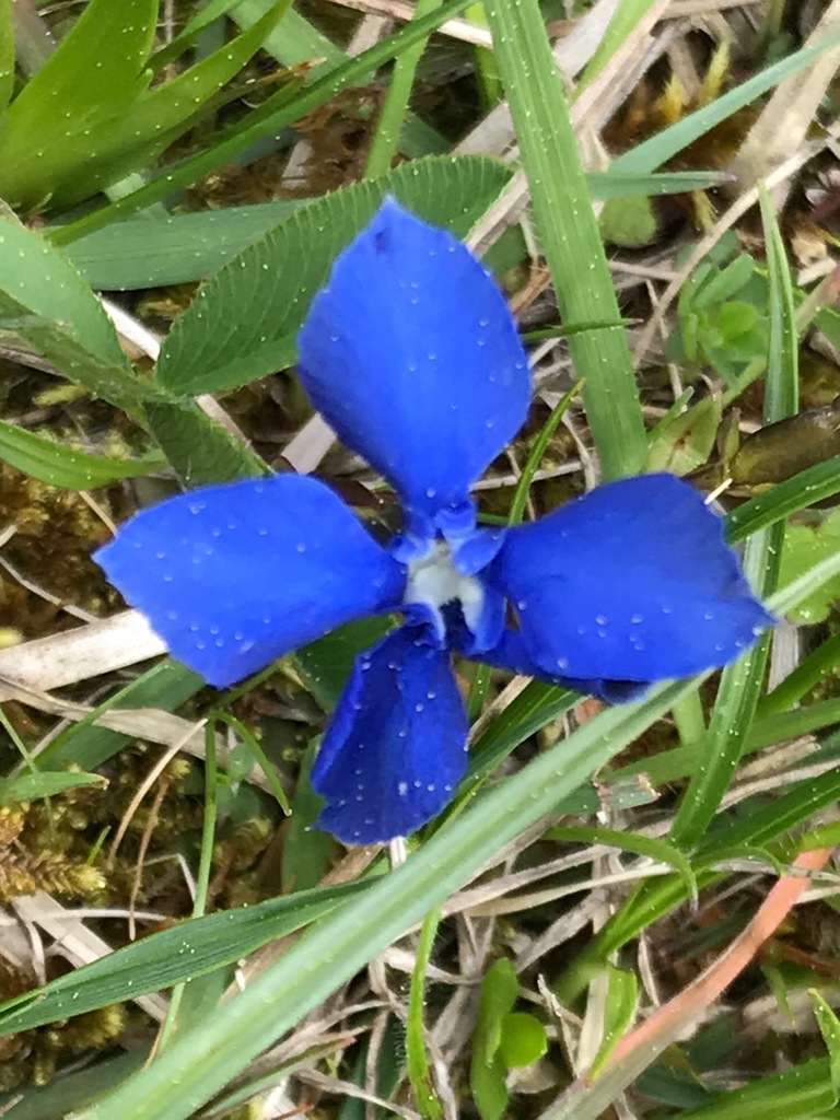 NatureSpotsApp's tweet photo. #Gentianaverna #Plant  in a Natural Meadow #habitat  🦔  Link: https://t.co/q4g2UhZF2O 🌻 Get the @NatureSpotsApp on https://t.co/hwNqbFxUMt and and start exploring #nature! 💚  #naturelovers #natur #naturbeobachtung #naturephotography by Baumi21 - Gentiana verna (Gentiana ver… https://t.co/Cp5HTyOtEK