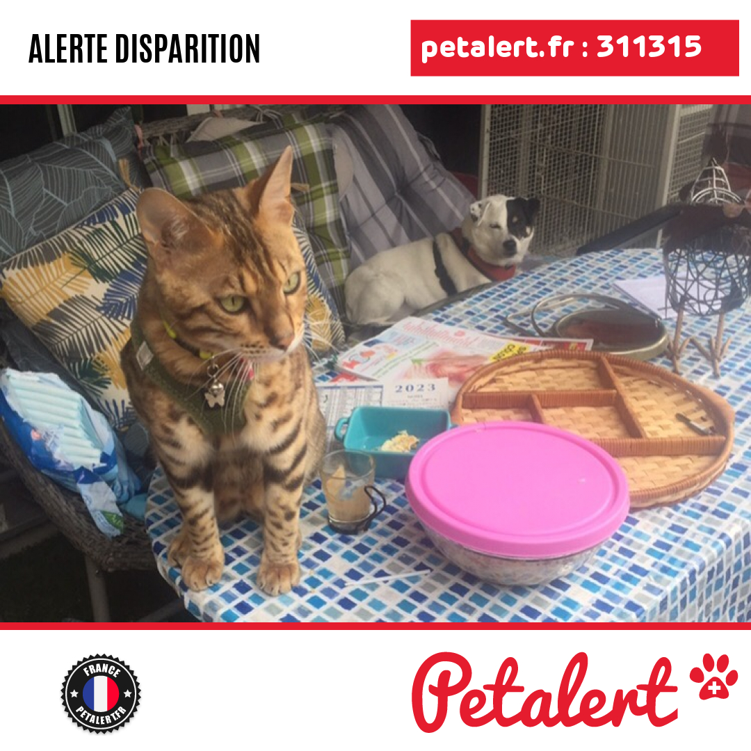 petalert_france's tweet photo. Disparu #Chat #ValDeMarne #Creteil #Petalert #PetAlert94 / https://t.co/jCrev6h5Kf https://t.co/4RC6C7RVLj