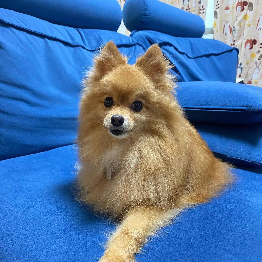PomeraniRan's tweet photo. #dog #doglife #doglovers #dogstagram 
#pom #pomeranian #chien #perro 
#ポメラニアン #犬のいる暮らし https://t.co/fZs2psgv5Q https://t.co/pdhrHDjsRp