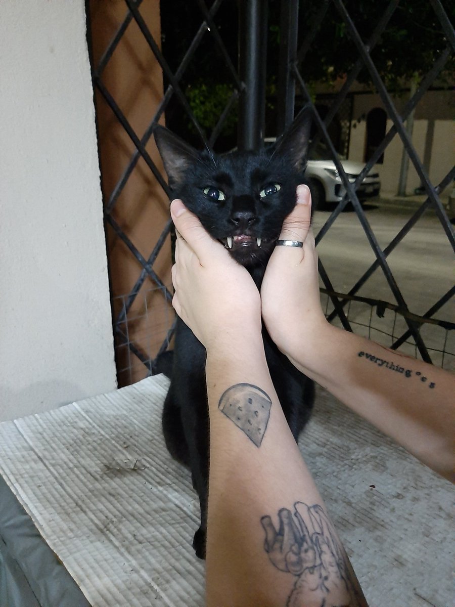 CatsHeld's tweet photo. https://t.co/L2QTgSkHg6