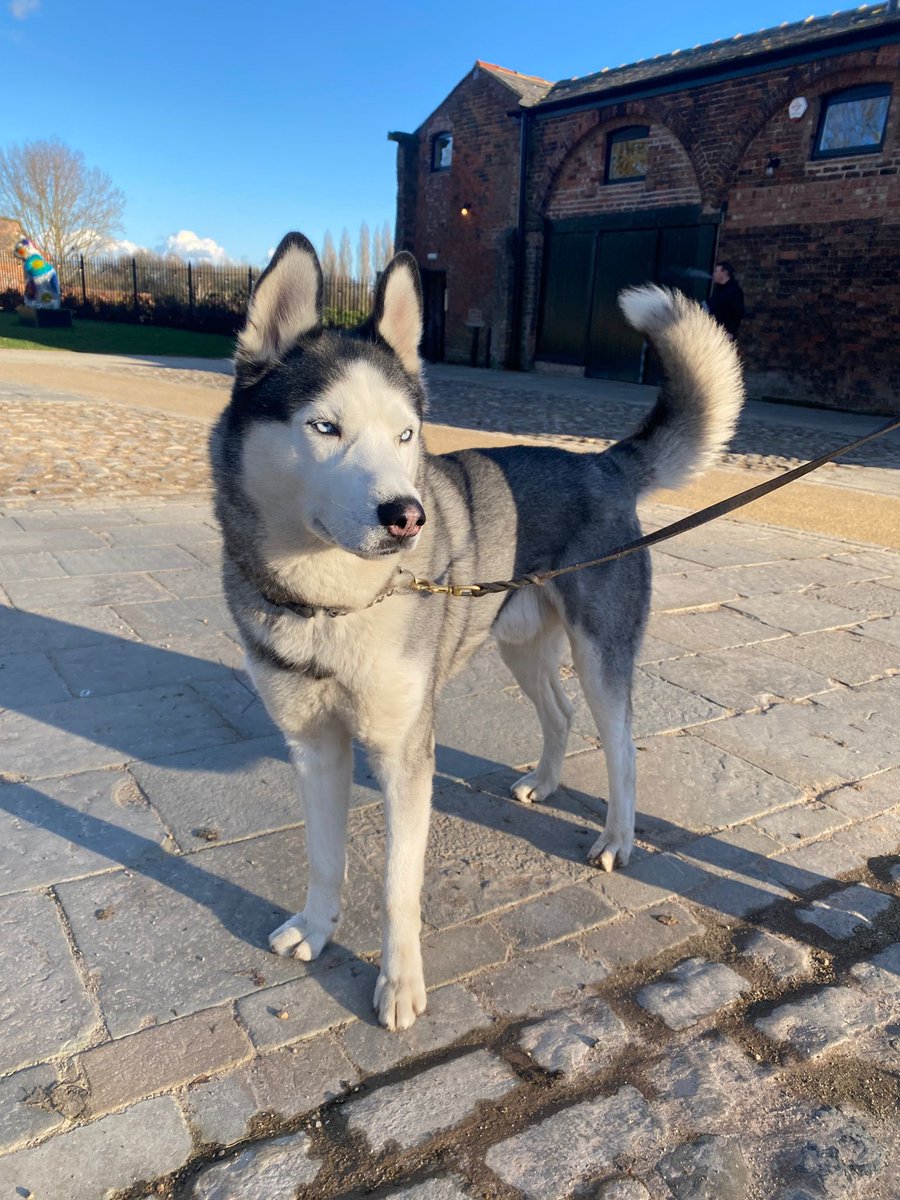 Free puppy photoshoot at the park today!📸

From 11am to 2pm there will be a group dog walk followed by “pawtraits” with a professional photographer🐶 It is free and open to everyone (and their dog), will we be seeing you there?

#ToHelpMyAnxiety