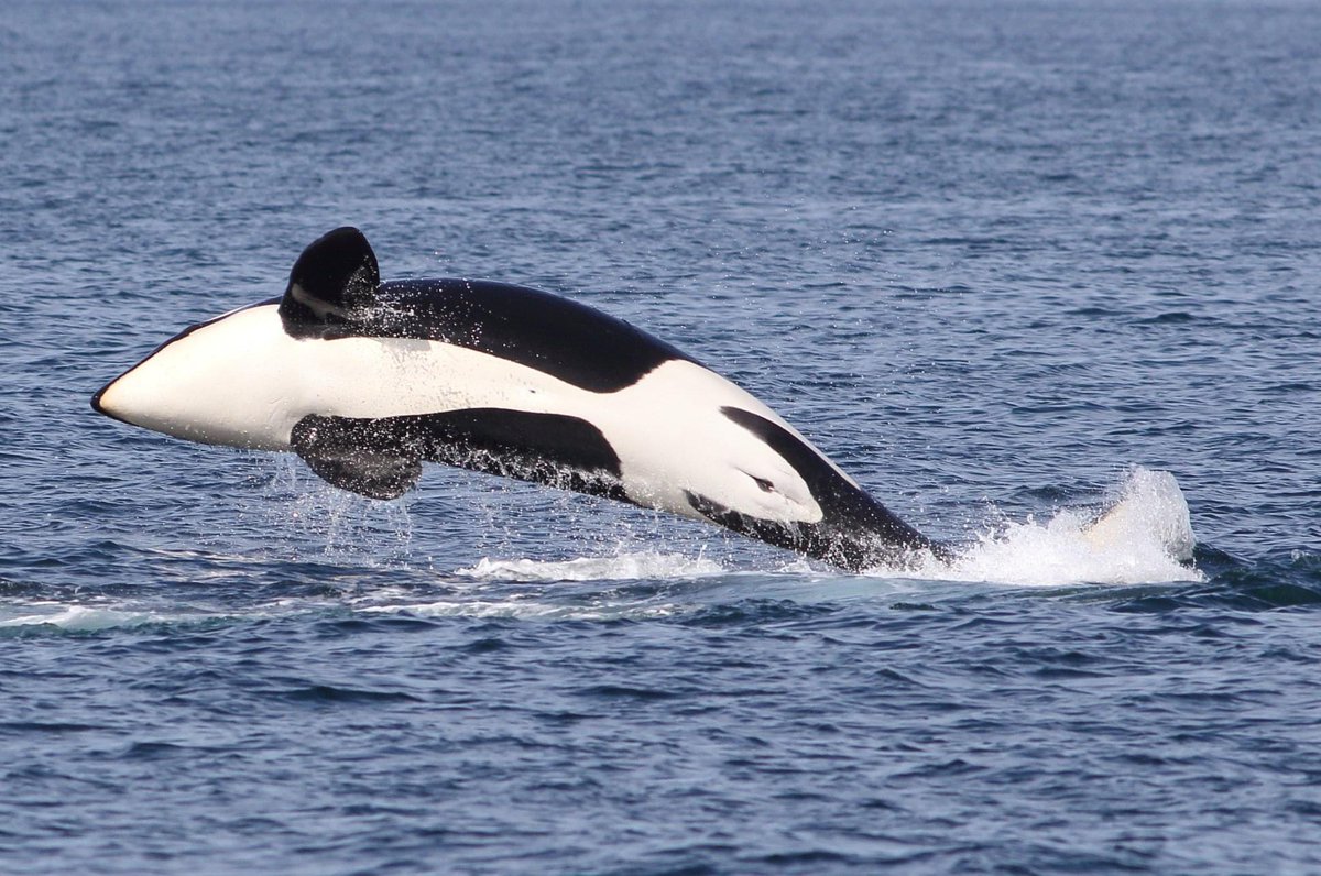 mtnsofscotland's tweet photo. One year ago today. Have been fortunate to see Orca numerous times off the coast of Scotland but this encounter was somewhat special. 
🖤🤍🖤 #Aberdeenshire https://t.co/7n6Ws0rinu