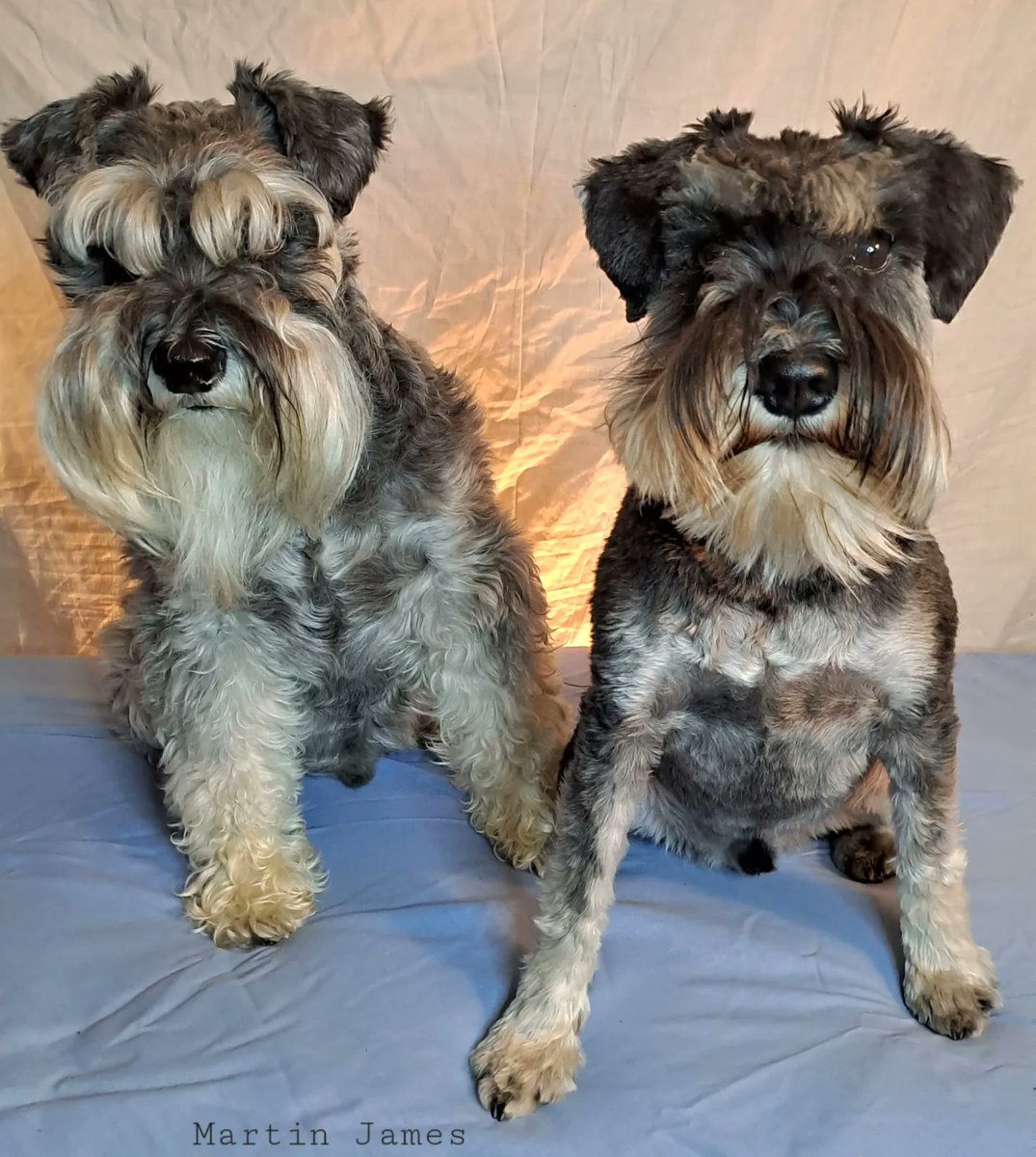 Our beautiful boys,I love them so much🐶💕🐶🥰 #ilovemydogs #schnauzergang #DogsofTwittter #dogsarelove #dogsarefamily #dogsoftwitter #photooftheday