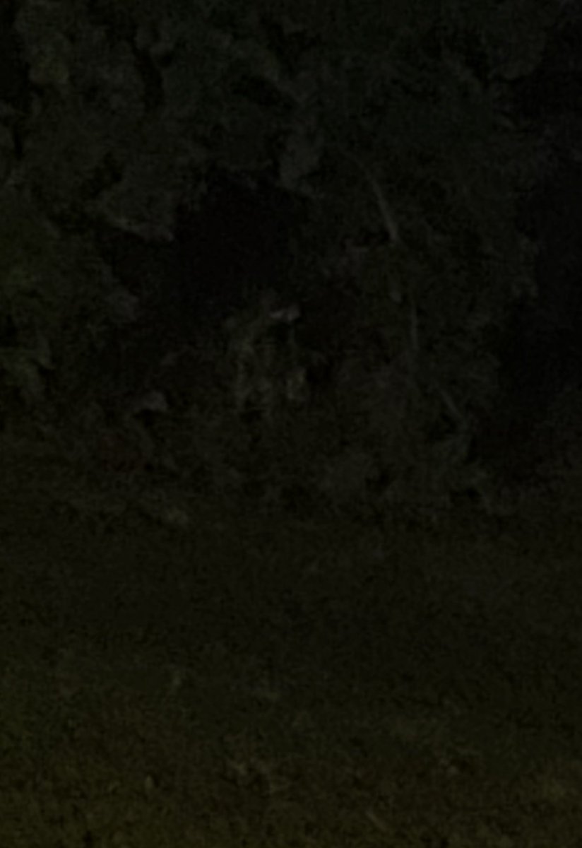 DE5YS's tweet photo. Im shaking i just saw this in my yard https://t.co/0K5AutNuJX