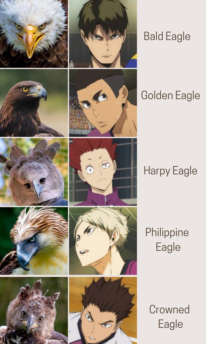 kannibal's tweet photo. Seniors 🦅 
#Haikyuu | shiratorizawa https://t.co/y4QTNm0vm7