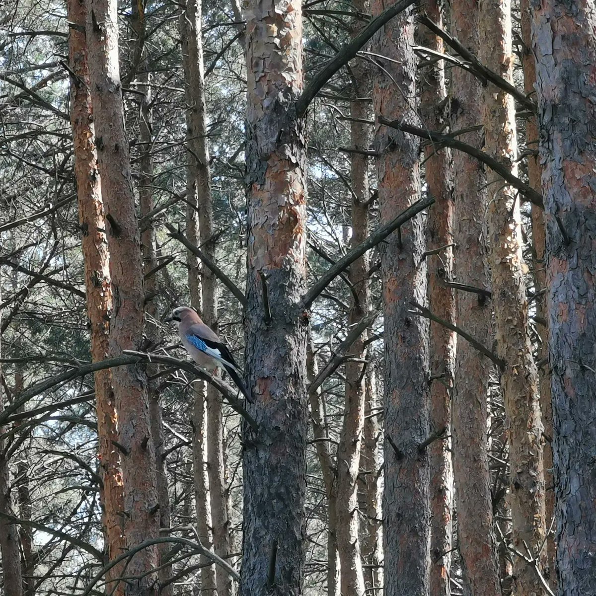 ylllayllla's tweet image. W lesie sucho, aż trzeszczy. Ale ptaki pięknie śpiewają :) Sójki, aż proszą się o zdjęcie ;)