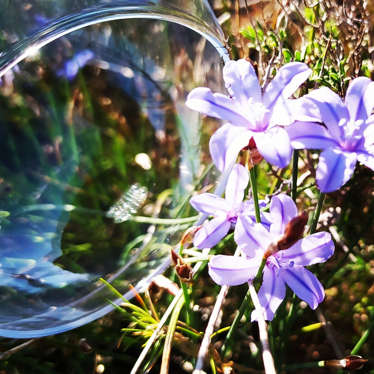 SarratdEnSol's tweet photo. L'en-verre du décors: ce qui est contenu dans nos vins #domainefamilial #suddelafrance #passionvin #vigneronindependant #winelover #plantesaromatiques #goutdesvins #winephotography #bio #garrigue #southoffrance #verredevin @plantesaromatiques
@Atout_Terroir @VinsduLanguedoc https://t.co/QBaYG3SwdM