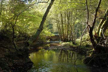 From Peat in #Shropshire, Forest in #Worcestershire Meres in #Staffordshire and #Geology in the #BlackCountry just to mention a few, we have some great #NationalNatureReserves to explore during #NNRweek2023

Discover More at:
gov.uk/government/col…