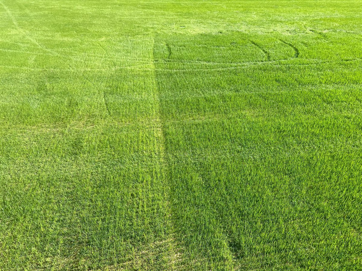 Gilbasolutions's tweet image. Not all LED turf grow lights are the same. 48 hours later gilbasolutions.com/turf-grow-ligh…