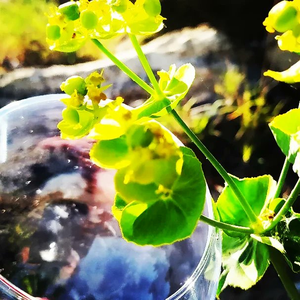SarratdEnSol's tweet photo. L'en-verre du décors: ce qui est contenu dans nos vins #domainefamilial #suddelafrance #passionvin #vigneronindependant #winelover #plantesaromatiques #goutdesvins #winephotography #bio #garrigue #southoffrance #verredevin @plantesaromatiques
@Atout_Terroir @VinsduLanguedoc https://t.co/qSPbQuWu82