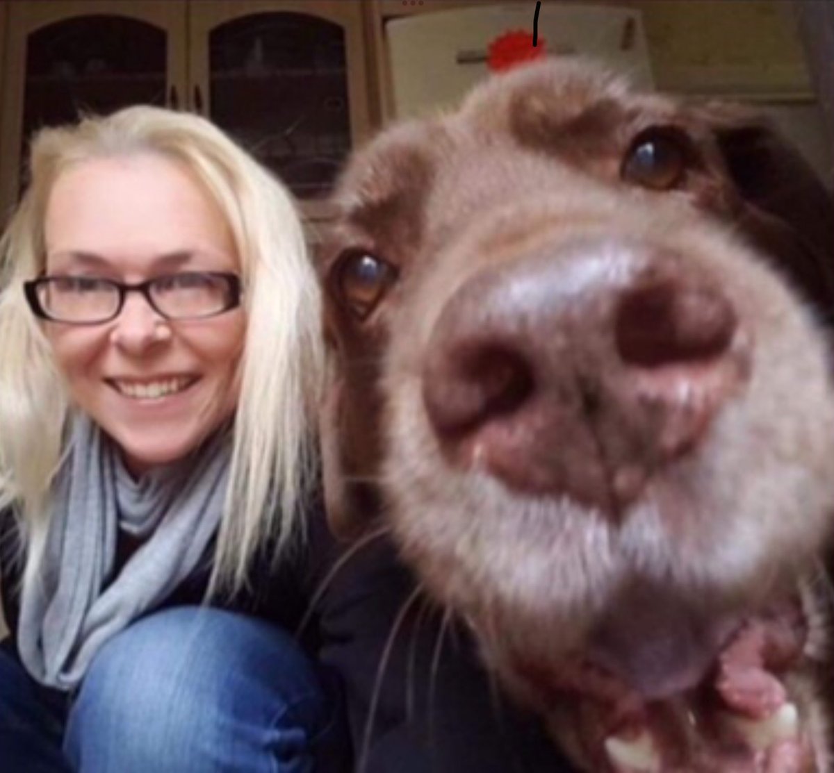 nholten40's tweet photo. Ahhh. Five years ago today I had to make one of the hardest decisions of my life and say goodbye to this gorgeous guy. I know it was the right decision, but I still miss him. Look at that face. ���

#Buster #BusterBear 🐾 https://t.co/byCvnhsdVr