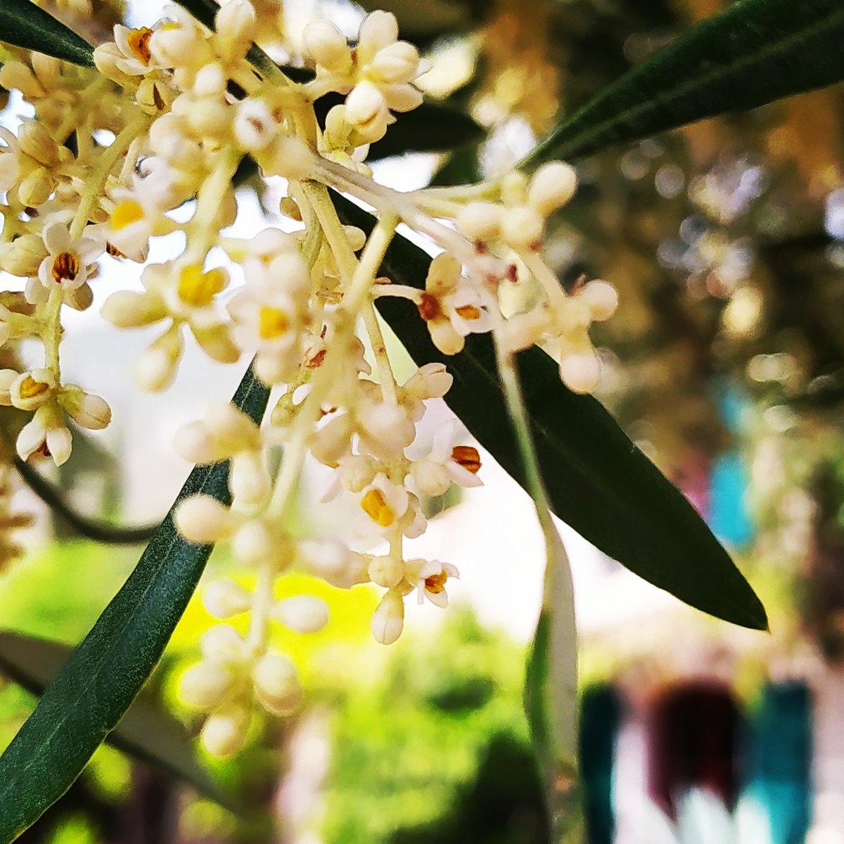 SarratdEnSol's tweet photo. Premières fleurs d'oliviers au domaine
#domainefamilial #vigneronsindependants #suddelafrance #olivier #huileolive #ondiraitlesud #southoffrance #garrigue #biodiversite #corbieres #damenature @occitaniwines @VinsduLanguedoc @Atout_Terroir @plantesaromatiques https://t.co/UTv5zQ7B6l