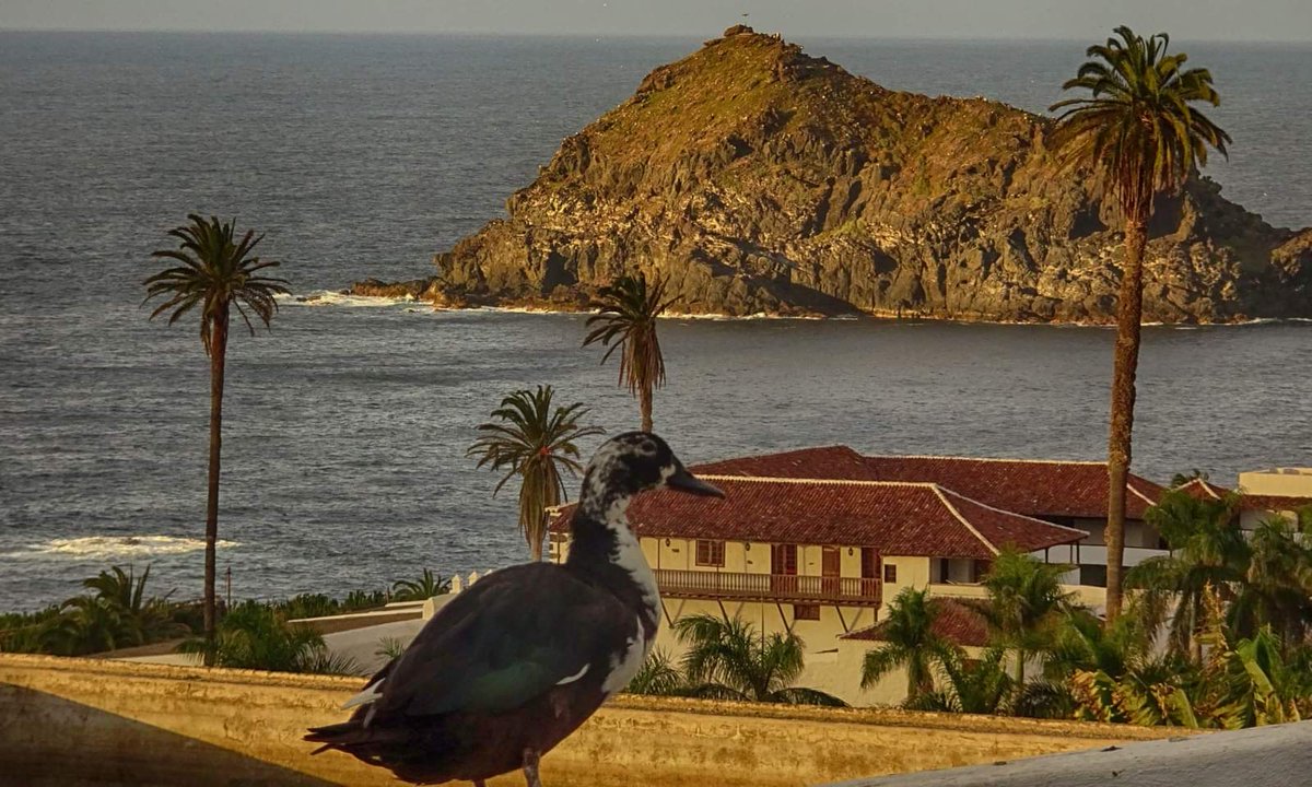RodriguLemus's tweet photo. GARACHICO..Paisajes canarios..TENERIFE. https://t.co/aC3VG6SvfH