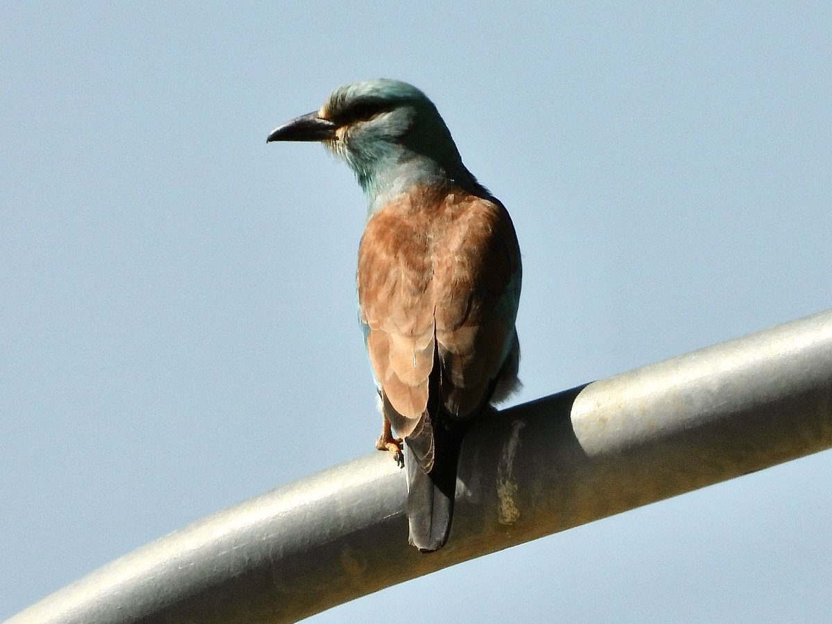 @sykesjeff This Roller wouldn’t cooperate and turn around but actually, beautiful colours on its back. #cyprusbirds