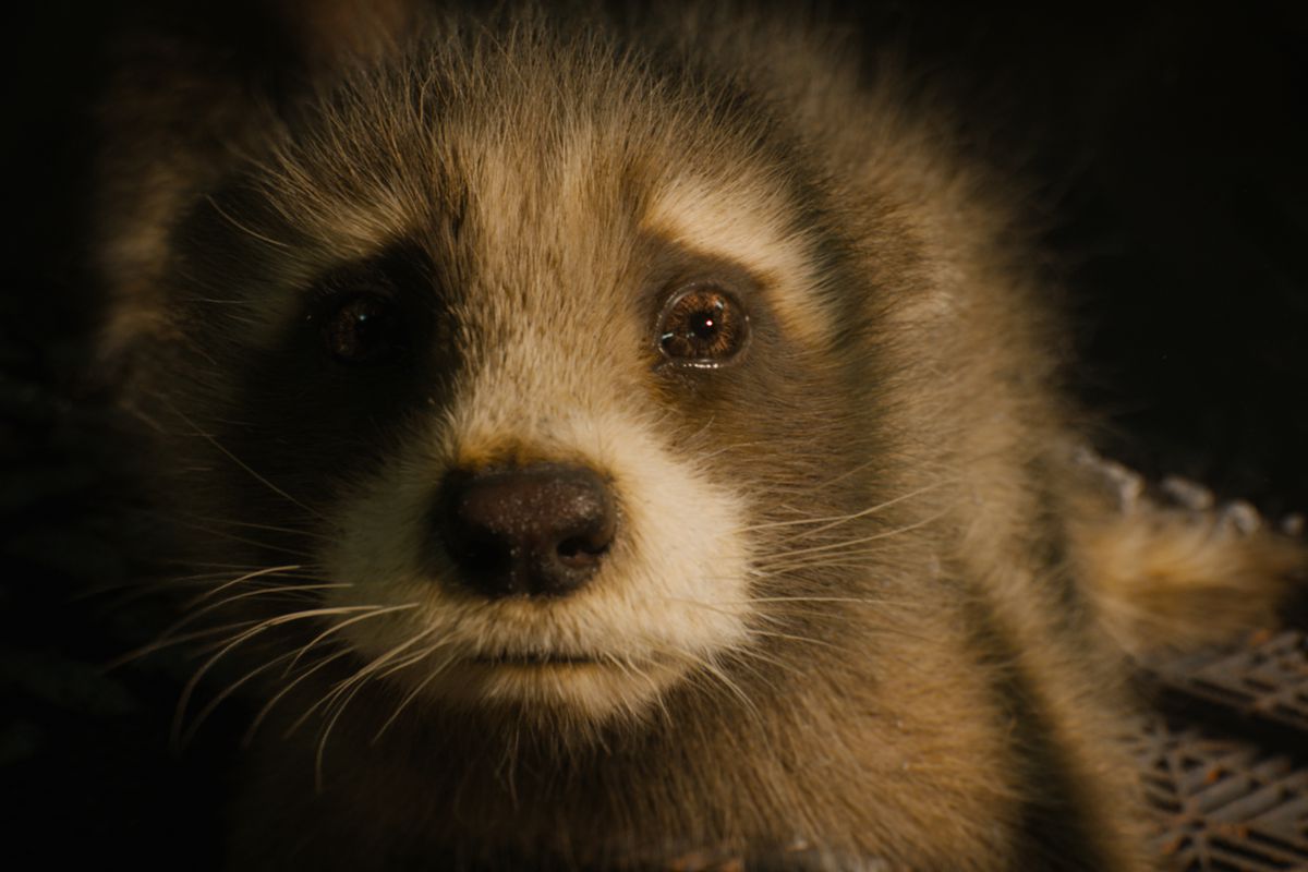 Toda a gente a correr p casa para abraçar o pet depois de ver Guardians Vol 3