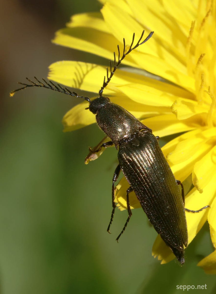 sepponet's tweet photo. #ClickBeetle (Ctenicera pectinicornis) male with epic antlers hanging around in the semi-wild garden!
#wildflowers #MowLess #wild #yard #dandelion #kampaseppä https://t.co/RDvUYl5qDe