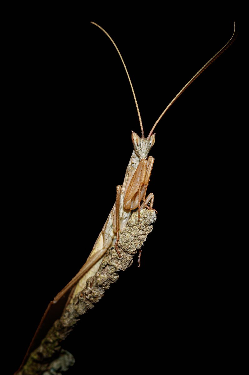 agafona_'s tweet photo. 🏷️ Apteromantis aptera
©️ Manuel Ignacio Torres Lima

#agafona #cadizsalvaje #fotografia  #photographynature #foto #spain #natural #naturephoto #naturelover #picture  #cadiz #insectosvoladores #insectoftheday #bichos #macro #insectagram #insects #bicho #insectos #bugs https://t.co/YS3hQhgjms