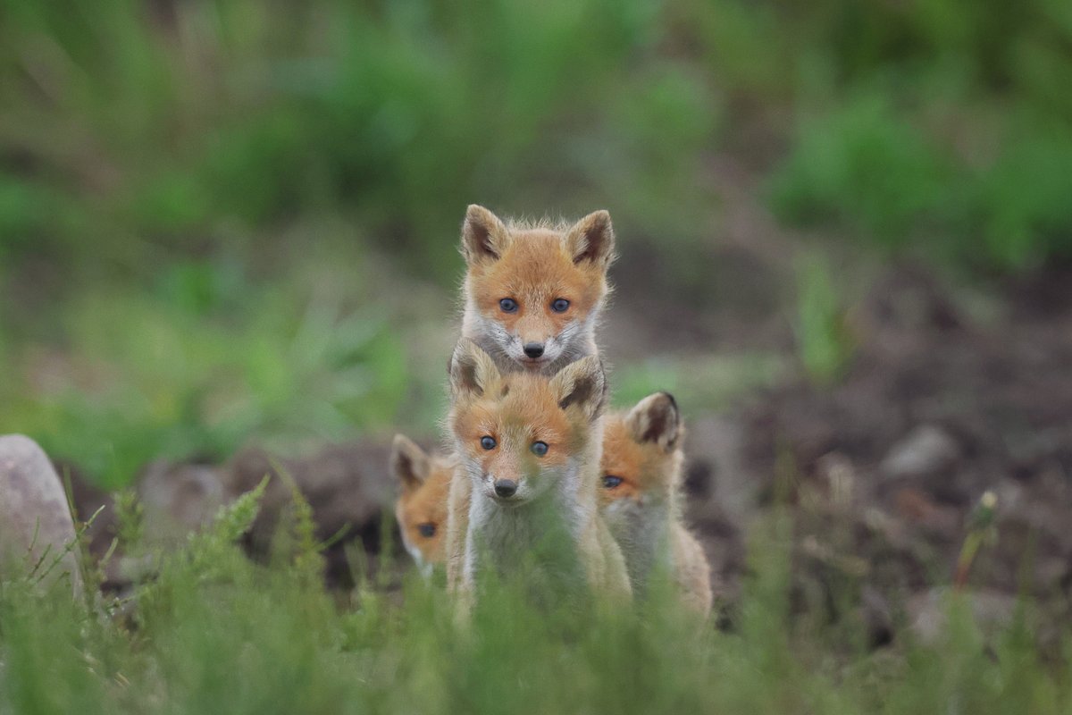 これが子ぎつねタワー
#キタキツネ