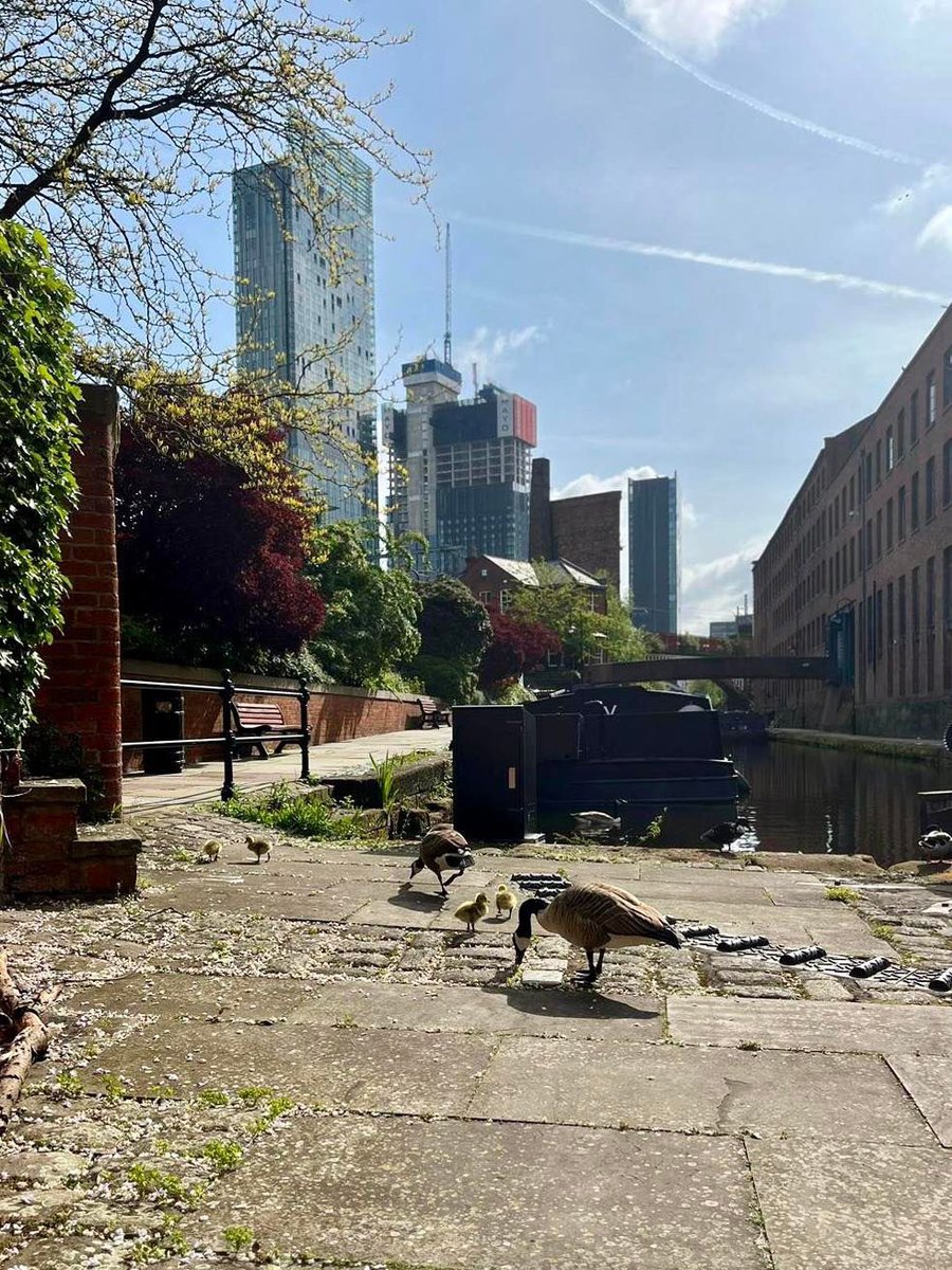 lockkeepersmcr's tweet photo. Don’t forget to say hi to the local wildlife when you stay at Lock Keepers Cottage Castlefield 🦆🫶🏼

#cottageinthecity #castlefield #manchester #lockkeeperscottage #geese #goslings #springtime #rspb_love_nature #citylife #canals #themanc https://t.co/ArSra7BUwX