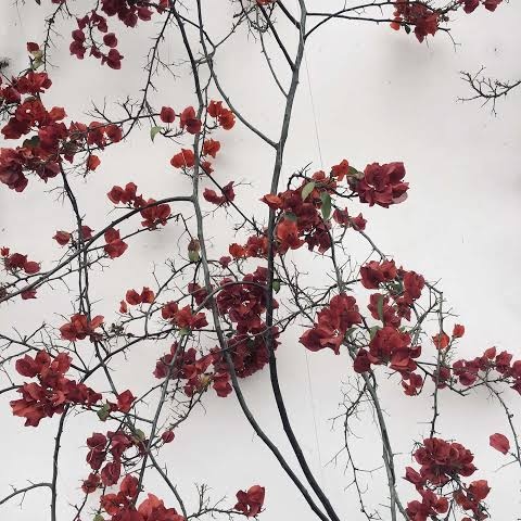 ㅤ
ㅤหากไอ้กากีนั่นจะตาย , ก็จงตายลงบนยอดขวากหนามแห่งพุ่มดอกความยุติธรรมอันหอมหวานที่มันยอมก้มหัวรับใช้มาทั้งชีวิต . 

ㅤศรัทธา และความเขลา , ต่างกันเพียงนิด .
ㅤ