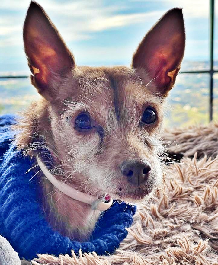 SosAbuelos1's tweet photo. #MÁLAGA
A sus 15 años la que creía su "familia" abandonó a #MAYA en una perrera... 
Hubo que sacarla de allí in extremis, pues se estaba dejando morir.

Fue adoptada, pero se hizo pis en las alfombras... y a la gentuza le faltó tiempo para devolver a Maya 😒. Otro duro golpe para una perrita tan mayor y tan pequeñita.

Ahora está acogida y no se hace pipí en casa!!. Pero sigue siendo invisible. Necesita con urgencia un hogar.

Por favor!!! Compartir a Maya!!! Tenemos un mes para encontrarle una familia!!!.

suspirosdecuatropatas@hotmail.com