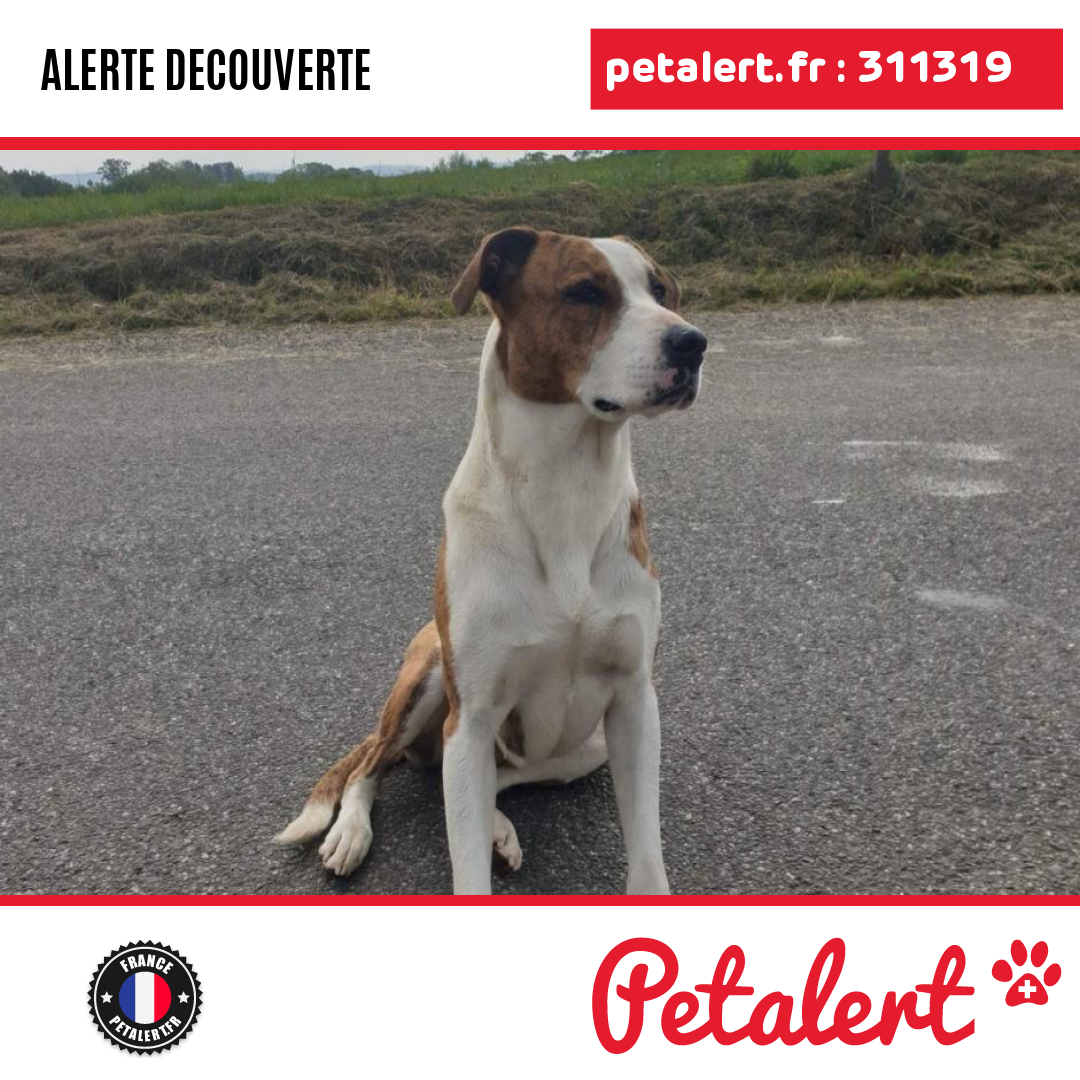 petalert_france's tweet photo. Trouvé #Chien #PyreneesAtlantiques #ArrosDeNay #Petalert #PetAlert64 / https://t.co/XKvUhSHlrd https://t.co/pXPvzH8Wqa