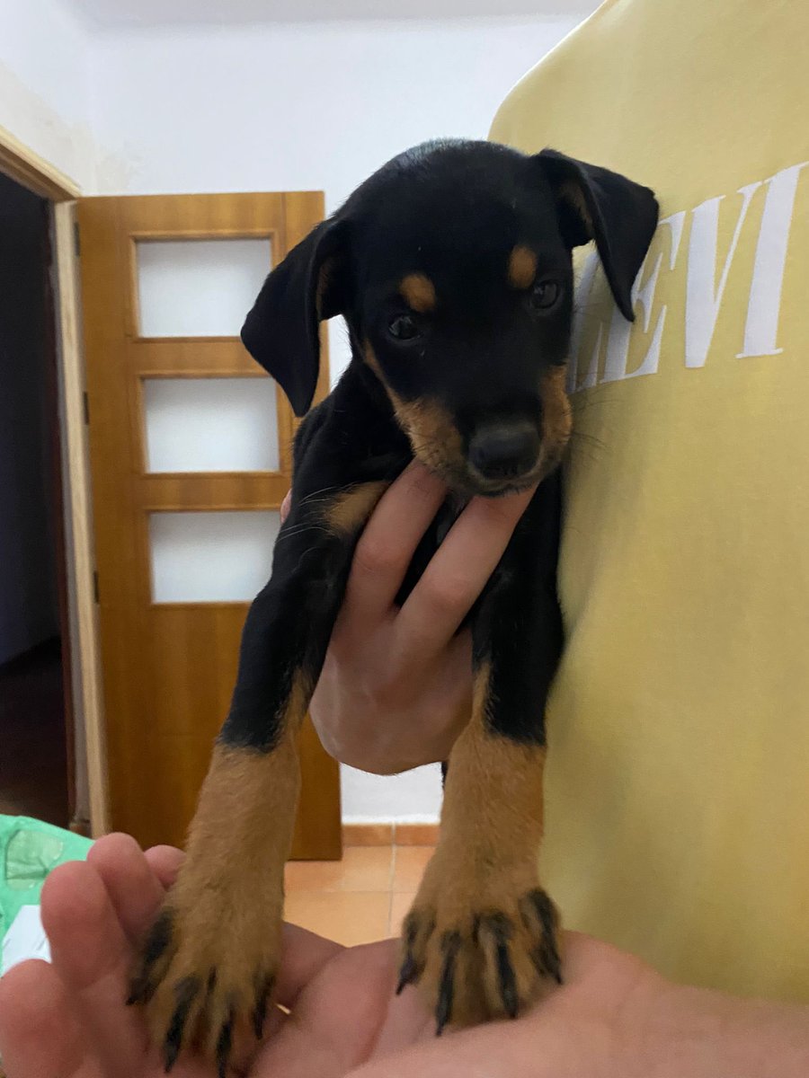 Perro encontrado en la carrera. Si sabeis de alguien que lo quiera decirmelo. Por favor rt para encontrarle hogar cuanto antes. 🫶🏼