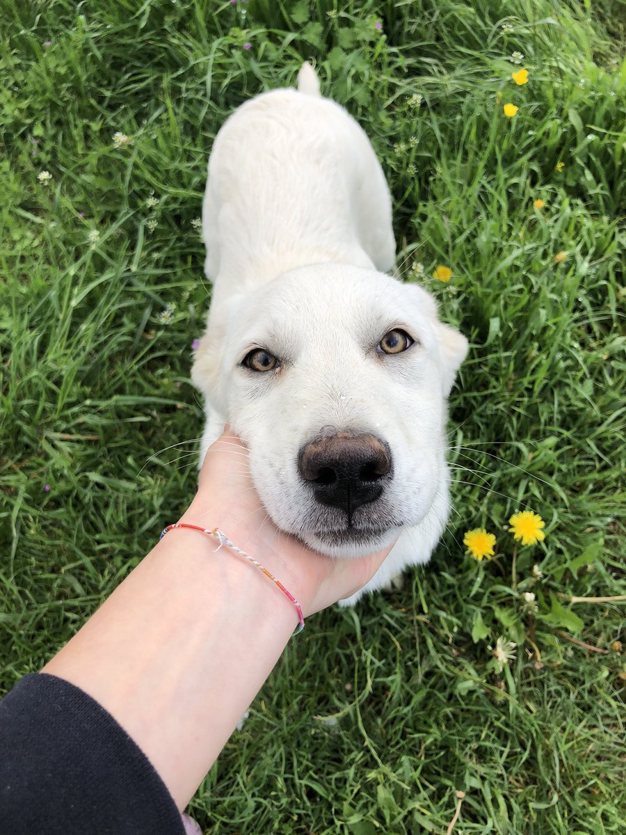 oipalaquila's tweet photo. Questi occhioni bellissimi non li vuole nessuno?
Sono tre mesi che proviamo a cercarle casa, e nessuno ha mai chiamato 😓

Femmina, 5 mesi, futura taglia medio/grande.
Adottabile nel centro e nord Italia 
📲 3313428766 solo mess whatsapp https://t.co/E3mdxGI6OJ