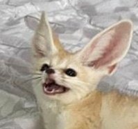 fennecfoxdavid's tweet photo. Day #576 of David Tennant as a Fennec Fox 🦊 @neilhimself #DailyFennecDavid https://t.co/10pGwRit4N