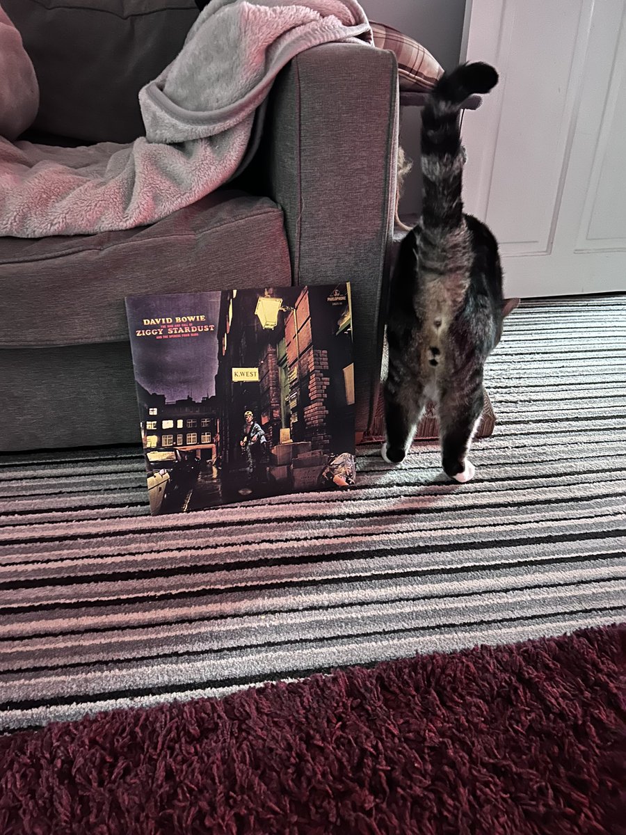 #cats #CatsOnTwitter #CatsofTwittter #caturday #bowie #ziggystatdust #trafozsatsfm #davidbowie 
He was the Nazz with God-given…