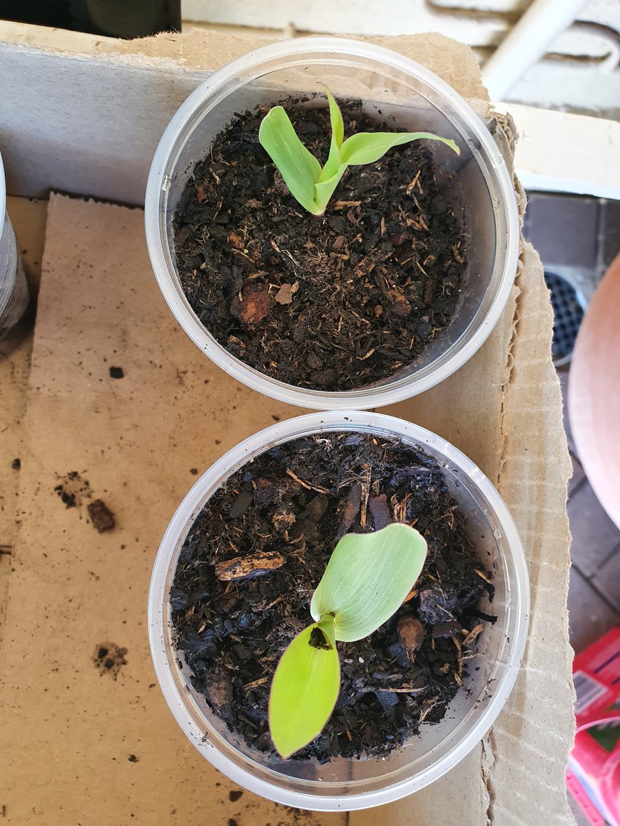 mandysgarden's tweet photo. My first ever corn seedlings I grew back in 2021 (my first year gardening).
#cornseedlings #firsttimegardener https://t.co/s94dJvdWMU
