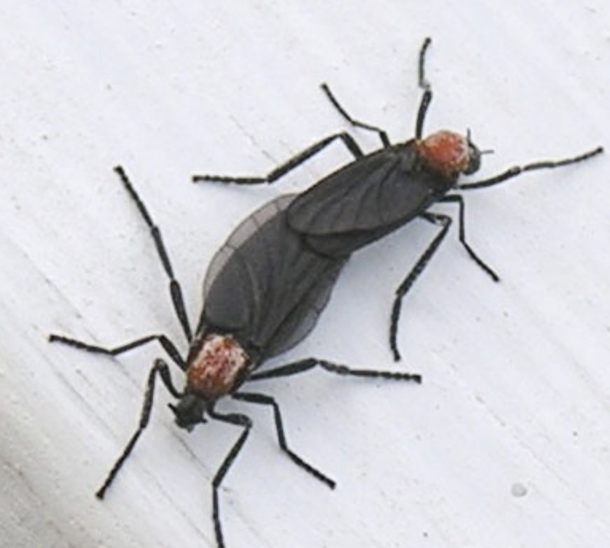 atkinsoc123's tweet photo. @kel_bragg I wonder are they the lovebugs you normally see in Florida https://t.co/xw6Fj0vlpc
