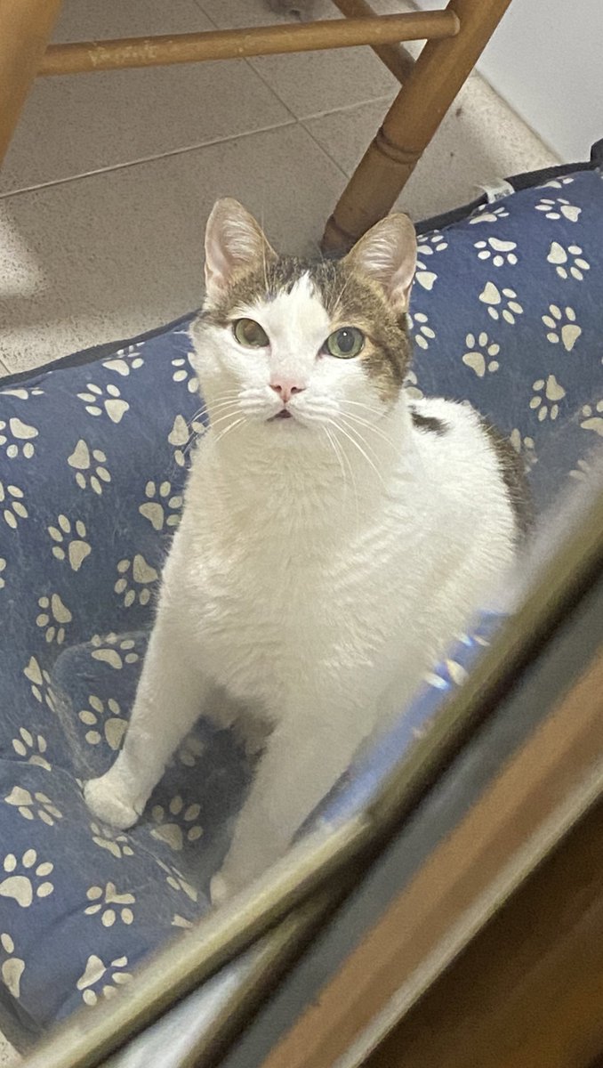 Sweeney_Depp's tweet photo. Una foto de tu mascota y otra de cómo se llama https://t.co/Q4vQm0eUNX