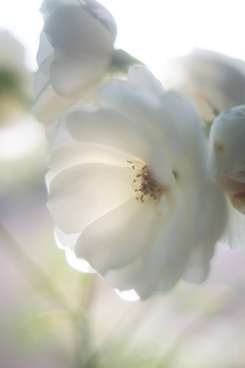 kishindesign's tweet photo. FUJIFILM X-E1
FUJI PHOTO FILM FUJINON 55mm F1.6
#fujifilmXE1 #ミラーレス #fujinon55mmF16 #オールドレンズ #フジノン https://t.co/VHmF2YviKj