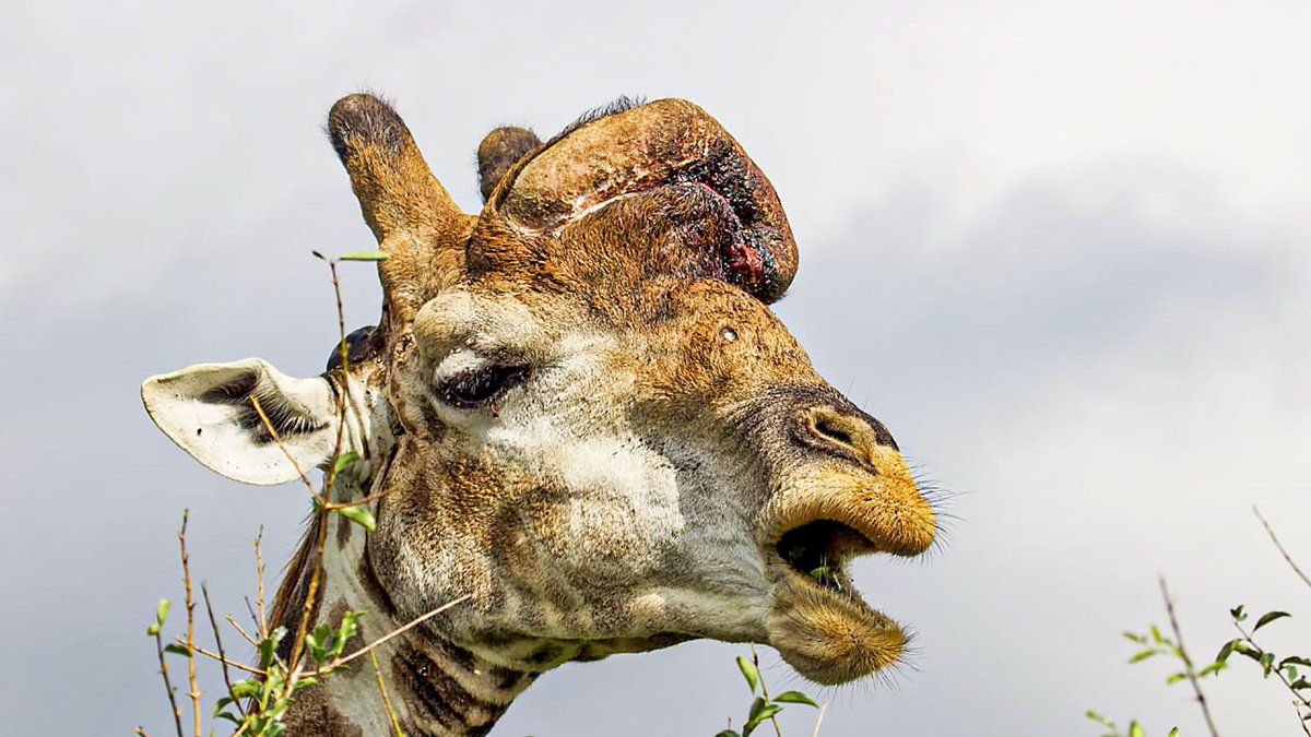 Animals that are Surviving Against All Odds in the Wild

An elephant whose ear is broken and a giraffe with a big hole in its head survive, along with a lioness that has no tail.

ARTICLE 
latestsightings.com/single-post/an…