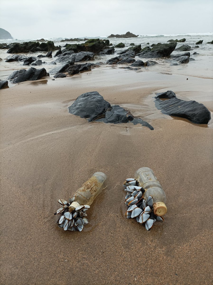 Message in a bottle!! Today, on the European Maritime day, do we take the message!