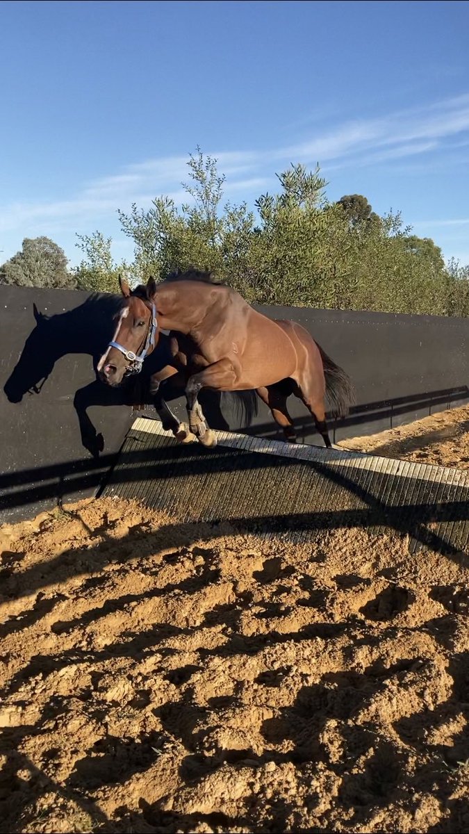 frankfinnegan3's tweet photo. Congratulations to @wilde_racing &amp; close friends the Jenkins Family on our old warrior Tolemac winning the Australian Chase. A super Debut &amp; Future city winner for us. He could jump from the start although he wasn’t Samantha @harrygrace67 , Tyla or Johnny’s Favourite ride 🤣 https://t.co/8li5eSCbJF