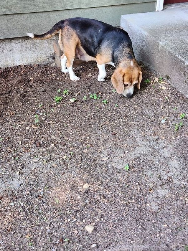 fidofinder's tweet photo. Lost dog Scout in Granite Falls, WA (98252) #lostdog https://t.co/XeQuRgm4V2 https://t.co/BZrnvu5C1w